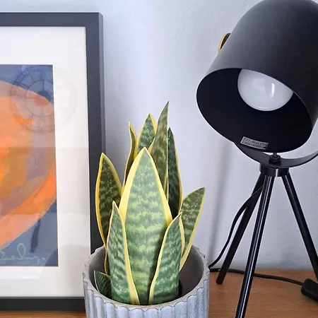 Stylish Center Apartman